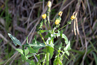 Sonchus oleraceus